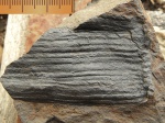 Фрагмент ствола  Neocalamites sp.