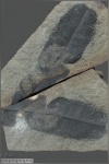Фрагмент листа Nilssonia ex gr. orientalis Heer (зеркальный отпечаток)