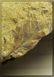 Маленький фрагмент папоротника Sphenopteris sp.