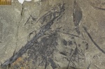 Фрагмент ветки (побега?) хвойного, предположительно Elatides asiatica.