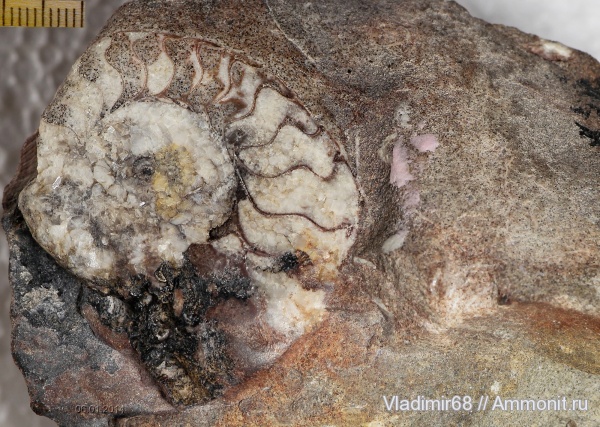 аммониты, триас, головоногие моллюски, мезозойская эра, Ammonites, Triassic