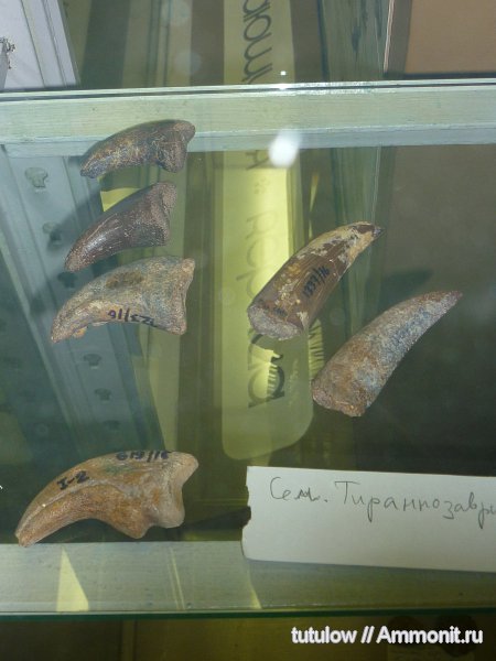 зубы, когти, Зоологический музей Санкт-Петербурга, Tyrannosauridae, teeth