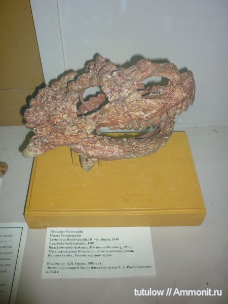 парейазавры, череп, Зоологический музей Санкт-Петербурга, Pareiasauridae