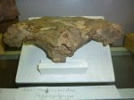 Часть от черепа гадрозавра