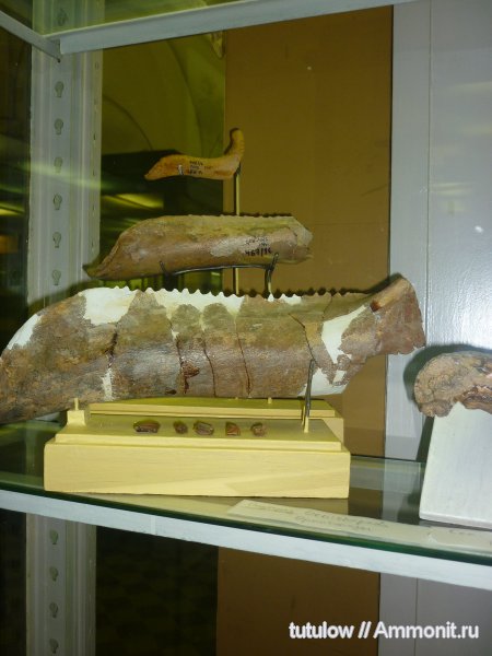 челюсти, Зоологический музей Санкт-Петербурга