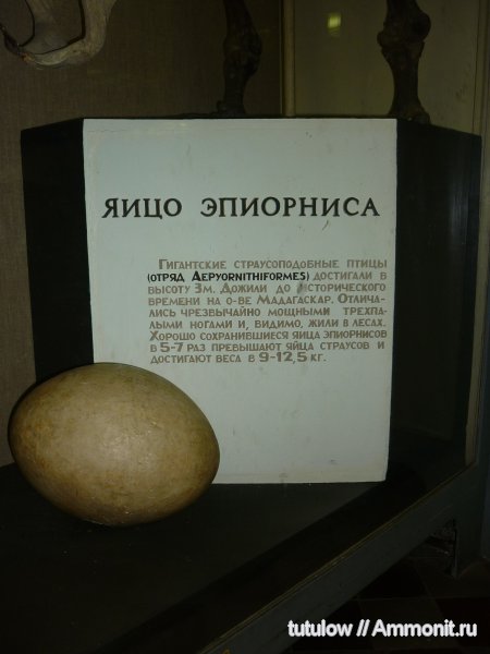 яйца, эпиорнисы, Зоологический музей Санкт-Петербурга