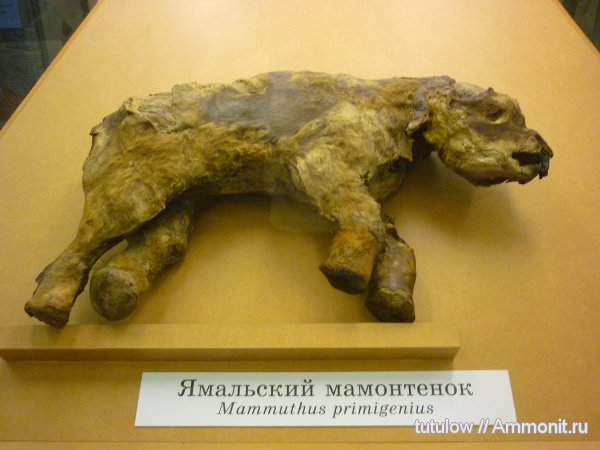 мамонты, Зоологический музей Санкт-Петербурга