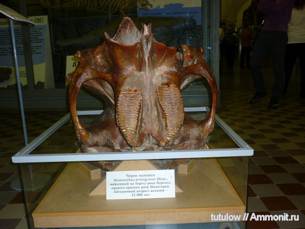 мамонты, череп, Зоологический музей Санкт-Петербурга