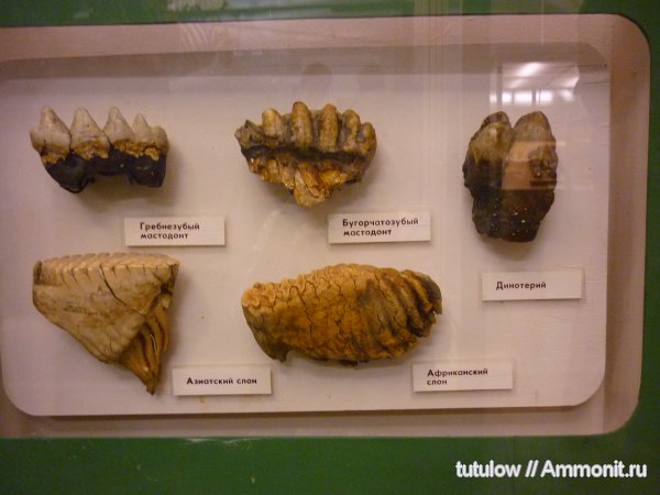 зубы, мастодонты, Зоологический музей Санкт-Петербурга, teeth
