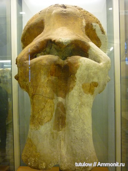 слоны, череп, Зоологический музей Санкт-Петербурга