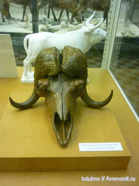 череп, Зоологический музей Санкт-Петербурга