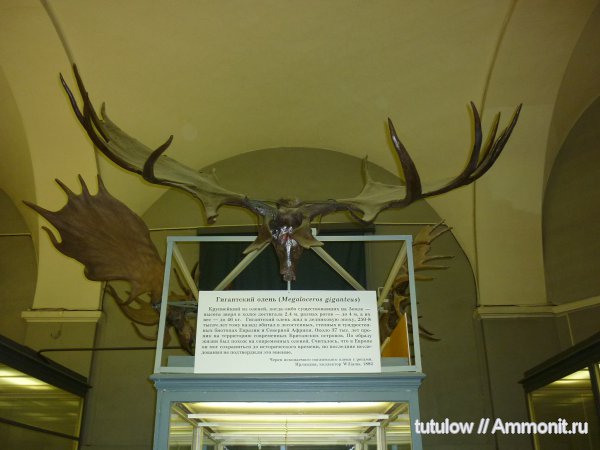олени, череп, Megaloceros, Зоологический музей Санкт-Петербурга, Megaloceros giganteus