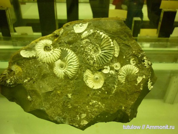 аммониты, Ammonites, Зоологический музей Санкт-Петербурга