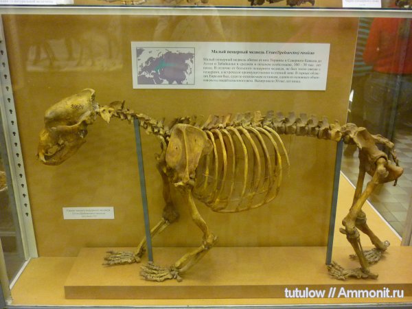 пещерный медведь, скелет, Зоологический музей Санкт-Петербурга