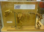 Скелет малого пещерного медведя