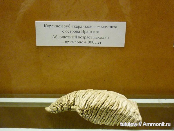 мамонты, Зоологический музей Санкт-Петербурга, Mammuthus exilis