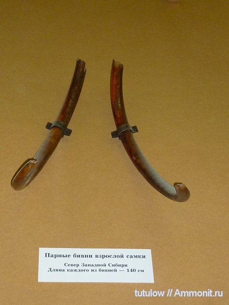 мамонты, бивни, Зоологический музей Санкт-Петербурга