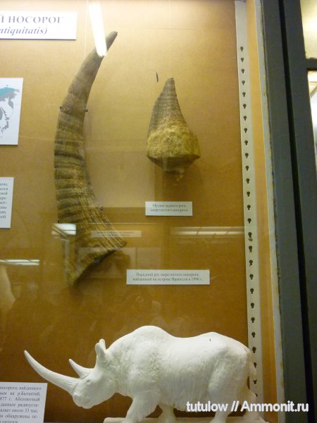шерстистые носороги, рога, Зоологический музей Санкт-Петербурга