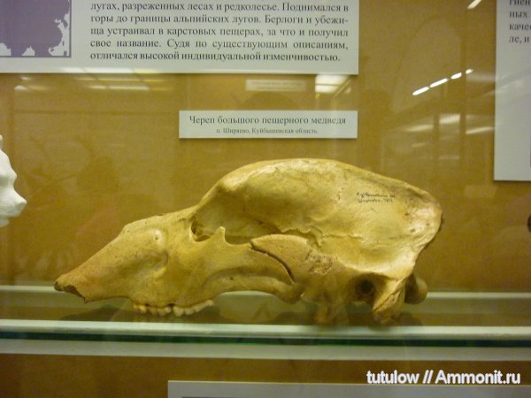 пещерный медведь, череп, Зоологический музей Санкт-Петербурга, Ursus (Spelearctos) Spelaeus, Ursus, Ursus spelaeus