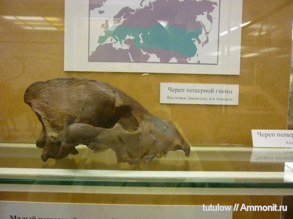 череп, Зоологический музей Санкт-Петербурга, Crocuta crocuta spelaea