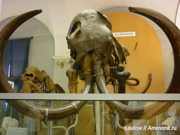 мамонты, скелет, Зоологический музей Санкт-Петербурга