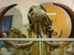 Скелет Ленского мамонта