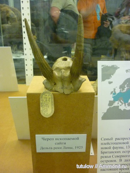 череп, Зоологический музей Санкт-Петербурга, сайга