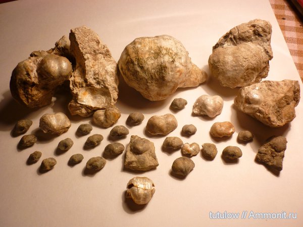 брахиоподы, девон, карбон, пермь, Devonian, Productida, Permian