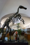 Mandschurosaurus Amurensis