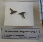 Orthacodus longidens (Ag.) (Sphenodus)