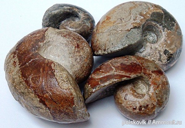 аммониты, головоногие моллюски, альб, Крым, Ammonites, Балаклава, Albian, эрратические валуны, верхний альб