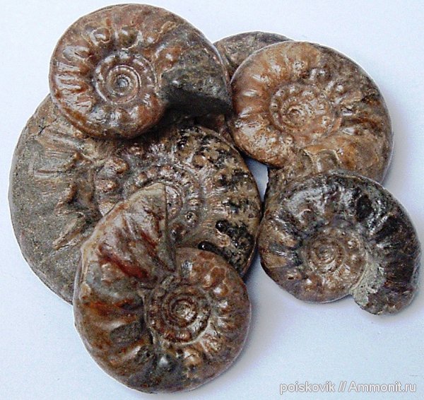 аммониты, головоногие моллюски, альб, Крым, Ammonites, Балаклава, Kossmatella agassizianus, Kossmatella, Albian, эрратические валуны, верхний альб