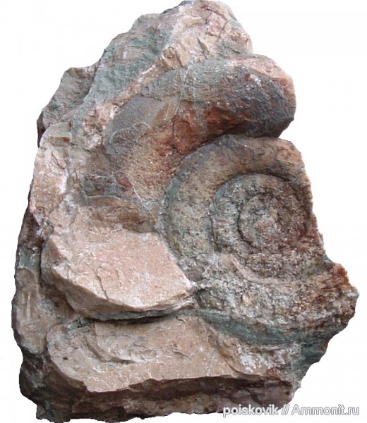 аммониты, юра, головоногие моллюски, Крым, Ammonites, Балаклава, Jurassic