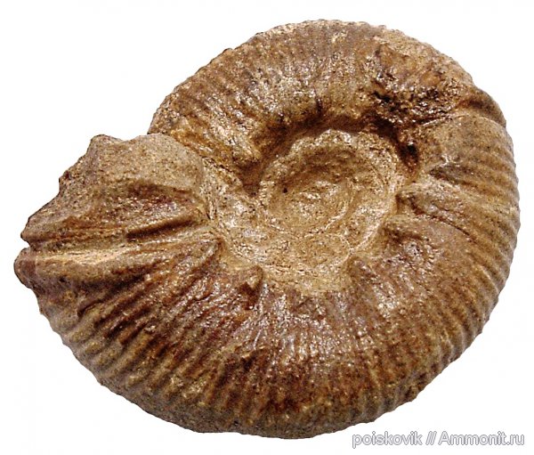 аммониты, головоногие моллюски, берриас, Крым, устье, Ammonites, Spiticeras obliquelobatum, Berriasian