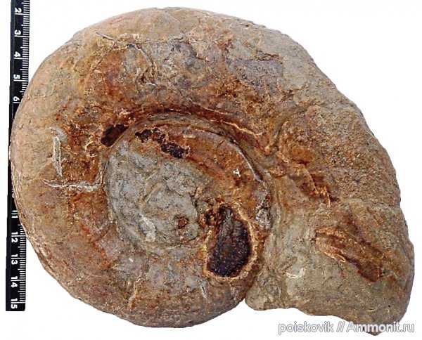 аммониты, головоногие моллюски, берриас, Крым, Ammonites, Berriasian