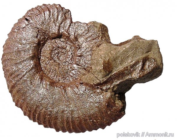 аммониты, головоногие моллюски, берриас, Крым, ушки, Ammonites, Dalmasiceras, Microconchs, lappets, Berriasian