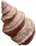Брюхоногий моллюск