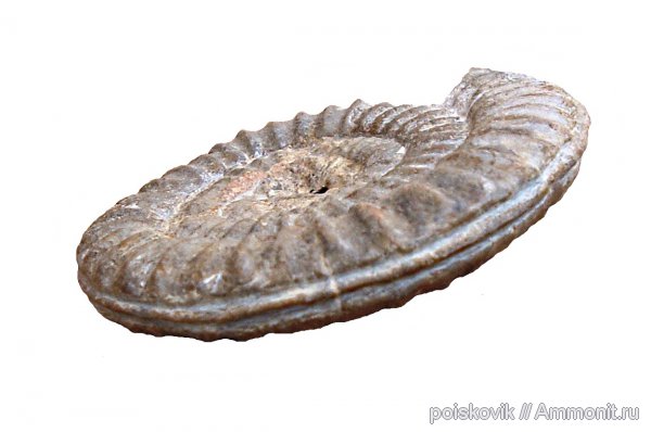 аммониты, головоногие моллюски, Крым, Ammonites, Coroniceras, Coroniceras hyatti, Arietitidae