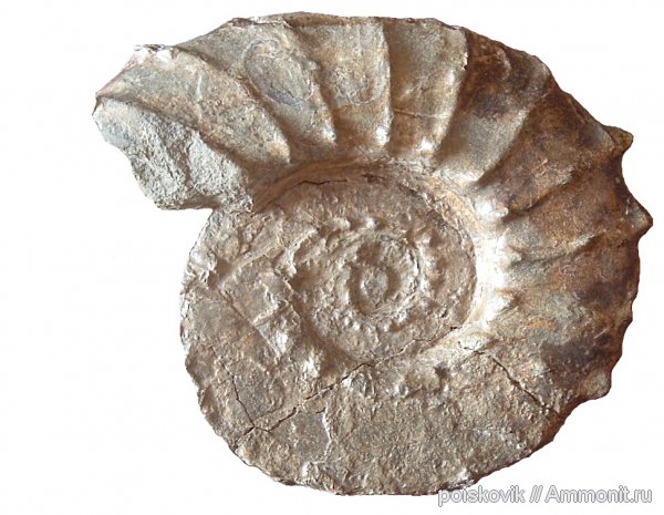 аммониты, головоногие моллюски, берриас, Крым, Ammonites, неокосмоцерас, Neocosmoceras, Neocosmoceras giganteus, Berriasian