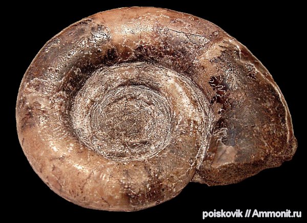 аммониты, головоногие моллюски, берриас, Крым, Ammonites, Berriasian