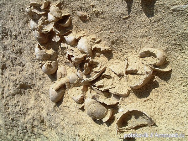 двустворки, двустворчатые моллюски, Крым