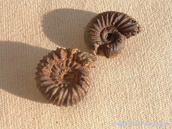 аммониты, головоногие моллюски, Крым, валанжин, Ammonites, Балаклава