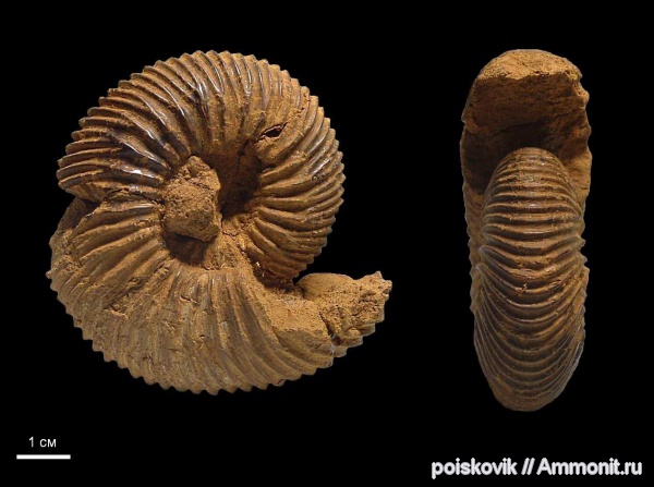аммониты, головоногие моллюски, Крым, нижний баррем, Ammonites