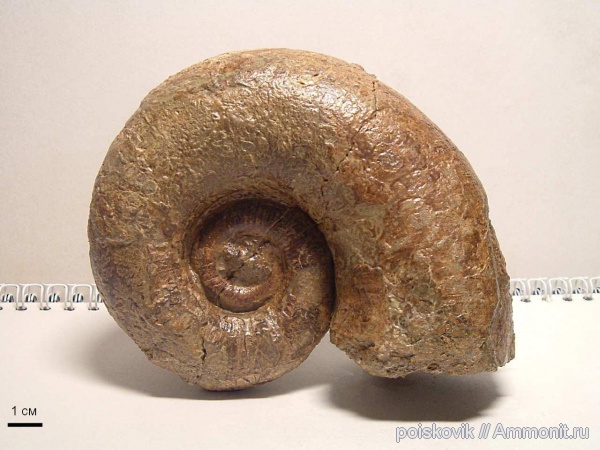 аммониты, головоногие моллюски, Крым, баррем, нижний баррем, Ammonites, Pictetia, Barremian, Pictetia vogdti