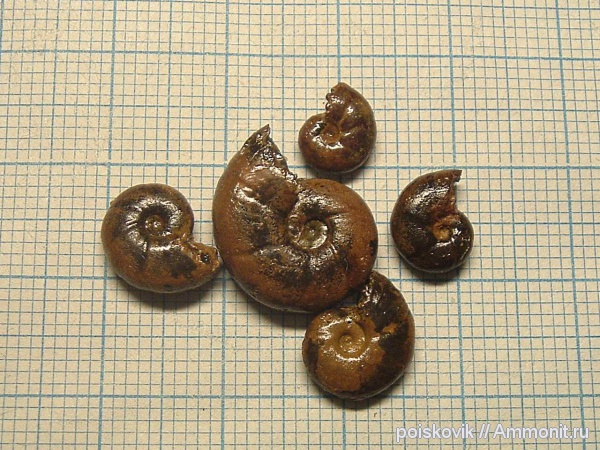 аммониты, головоногие моллюски, Крым, апт, Ammonites, Silesites, Aptian