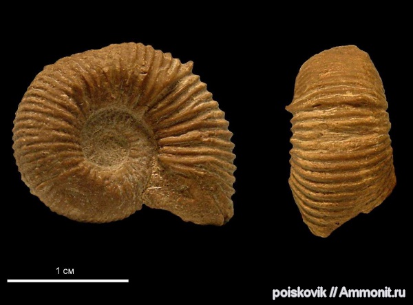 аммониты, головоногие моллюски, Крым, баррем, нижний баррем, Holcodiscus, Ammonites, Barremian, Holcodiscus gastaldinus