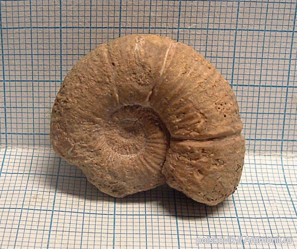 аммониты, головоногие моллюски, Крым, баррем, нижний баррем, Ammonites, Spitidiscus, Barremian, Spitidiscus seunesi
