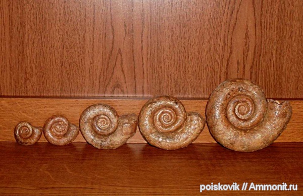 аммониты, головоногие моллюски, Крым, баррем, Biasaloceras, нижний баррем, Ammonites, Barremian