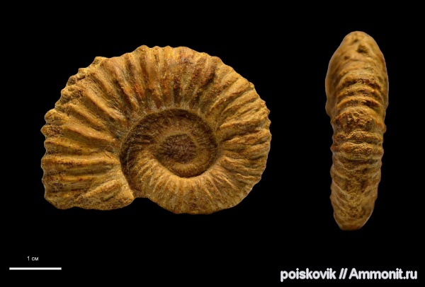 аммониты, головоногие моллюски, Крым, нижний баррем, Ammonites