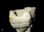 Фрагмент челюсти мозазавра